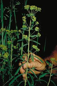 Image result for Euphorbia serratifolia