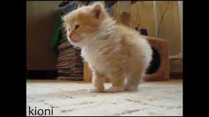 For the best experience, we recommend you upgrade to the latest version of chrome or safari. Short And Long Haired Domestic Kittens Youtube