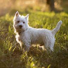 We have received over 250 emails about islay in the last 24 hours! West Highland White Terrier Pdsa