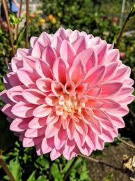 Image result for Dahlia sp. (cultivar)