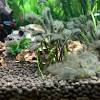 Thee chemicals act on stopping the growth of algae in the tank and kill. Https Encrypted Tbn0 Gstatic Com Images Q Tbn And9gcty0asjf92zgqfkg6z1cavskdfgzftxnn4yse Q2wyhvnfjq0ut Usqp Cau