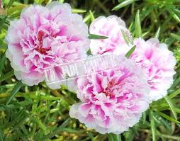 Di mana suku bunga kpr non subsidi biasanya mengacu pada bi rate. Jual 10 Batang Tanaman Bunga Pukul Sembilan Pink Putih Portulaca Grandiflora India Di Lapak Ud Jadi Makmur Bukalapak