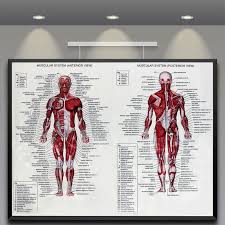 Details About Muscle System Poster Silk Fabric Cloth Anatomy Chart Human Body Educational Home