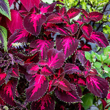 Image result for Coleus thyrsoideus