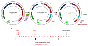 Viruses Free Full Text Oral Delivery Of Probiotics Expressing Dendritic Cell Targeting Peptide Fused With Porcine Epidemic Diarrhea Virus Coe Antigen A Promising Vaccine Strategy Against Pedv Html