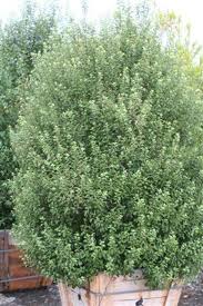 Image result for Pittosporum