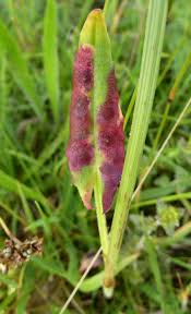 Image result for Enteucha acetosae