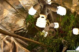 Manufacturers had already started producing linear fluorescents, but the linear tubes did not fit into the same socket as incandescent light bulbs. How Many Cfl Bulbs For Flower 420 Magazine