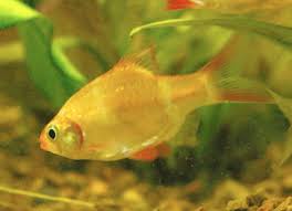 albino tiger barb puntius tetrazona variety fish guide