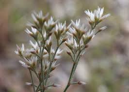 Image result for Polycarpaea corymbosa