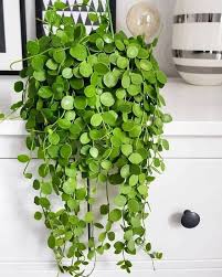 10 Cascading Plants You Can Grow Indoors For Home Decoration Pastel Dwelling Cascading Decoration Decoration I In 2020 Hanging Plants Plants Hanging Plants Indoor