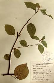 Image result for Corchorus aestuans