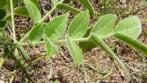 Image result for Senna hirsuta