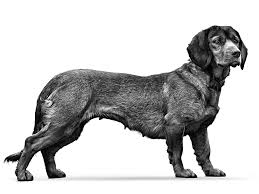 Image result for alpský brakýř jezevčíkovitý