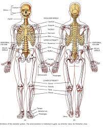 Divisions Of The Skeletal System The Axial Skeleton Is Indicated In Gold A Anterior View Anatomy And Physiology Skeletal System Science Teaching Resources