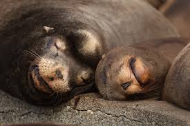 Image result for Toddalia crenulata