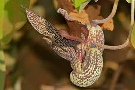 Image result for Aristolochia zenkeri