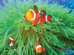 Image result for Isonema