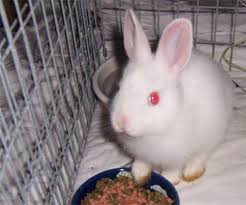 Black And White Spotted Rabbit Breeds Denali Baby Ruby Eyed White Rabbit Probably A Male Dwarf Mix But Too Young To Tell Just Yet Very Active Curious Animals Beautiful Animal Shelter Pets