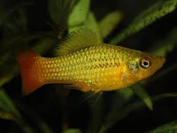 Check spelling or type a new query. Platy Problems Dealing With A Bully Pethelpful