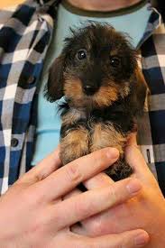 The 15 Dog Breeds With The Best Sense Of Smell Wirehaired Dachshund Puppy Baby Dogs Wire Haired Dachshund