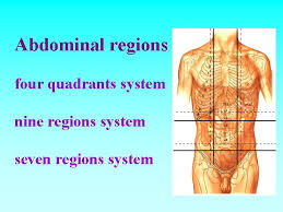 The abdominal cavity is the largest body cavity which is present in the torso of the mammals between the thoracic cavity. Abdominal Wall 9 Regions