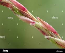 Image result for Acroceras zizanioides