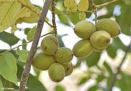 Inadequate chilling can result in little or no fruit. Butternut Juglans Cinerea L