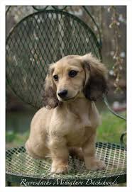Black And Brown Dachshund Long Hair All True English Cream Dachshunds Are Long Haired Have A Black Nose Black Nails And Black Eyeliner Around The Rims Of Th Dachshund Puppies Dog Breeds Puppies