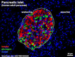 Check spelling or type a new query. Gastrointestinal Tract Pancreas Histology Embryology