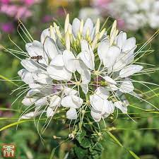 The cleome spider flower, sometimes called spider leg or spider flower, is named for its tall, leggy appearance and the shape of its leaves. Cleome Hassleriana Helen Campbell Seeds Thompson Morgan
