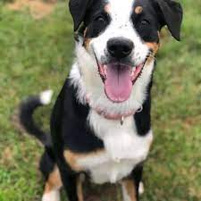 Border Collie Rottweiler Mix Is It Right For Your Family