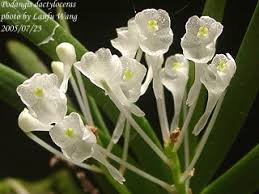 Image result for Podangis dactyloceras