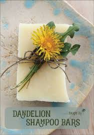 Dandelion Shampoo Bars Recipe The Nerdy Farm Wife Shampoo Bar Soap Recipes Citrus Essential Oil