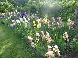 Maybe you would like to learn more about one of these? Everything You Need To Know About Transplanting Plants Gardenista