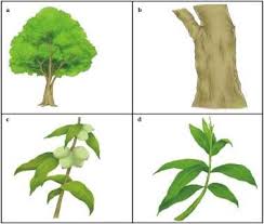 Image result for Warburgia ugandensis