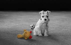 Black And White Mini Schnauzer Puppies White Mini Schnauzer Puppy This Is New To Me We Ve Always Had Black Salt Pepper And Black Silver Schnauzers I M Lo Schnauzer Puppy Schnauzer Baby Dogs