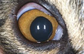 Some eye color is highly prized by breeders and those who participate in cat shows—copper. Hepatic Vascular Anomalies Veterian Key