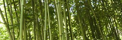 Learn how to grow bamboo with this comprehensive guide. Bamboo Farming 12 Tips On How To Start A Bamboo Farming Business