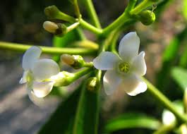 Image result for Rauvolfia nana