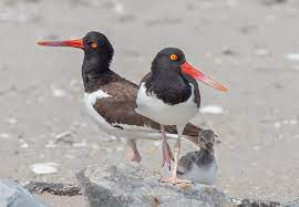 The black vulture is a scavenger and feeds on carrion, but will also eat eggs or kill newborn animals (livestock such as cattle). American Oystercatcher Wikipedia