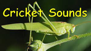 Free sound effects of crickets, which include single cricket chirp, bad joke cricket sound, and highest quality hd recorded mp3 downloads. Cricket Sounds 3 Different Sounds Youtube