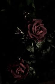 Rose gold aesthetic pink backgroundand of course both metals are whiteish. Dark Rose Gothic Wallpaper Rose Wallpaper Gothic Flowers