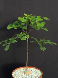 Image result for Cussonia