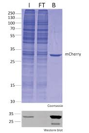 Trap definition, a contrivance used for catching game or other animals, as a mechanical device that springs shut suddenly. Rfp Trap Agarose Chromotek