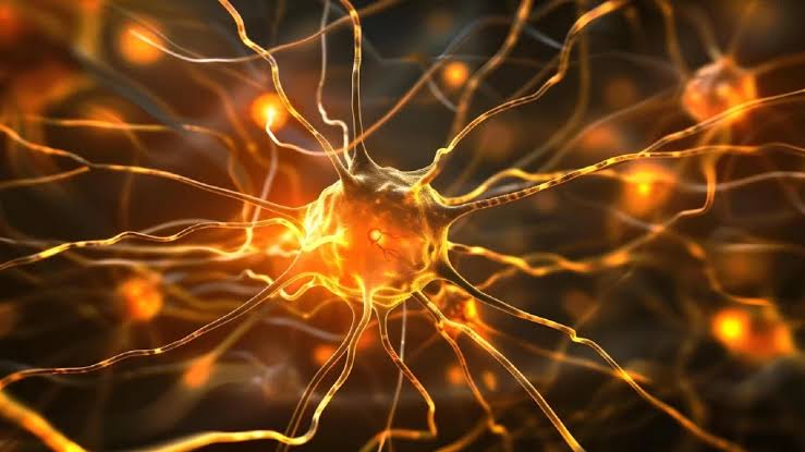 Cortisol e seus efeitos no organismo - Unikka Pharma
