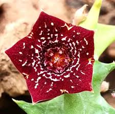 Image result for Orbea carnosa