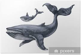 Poster Grande Baleine Et Petite Main De Baleine Dessin Illustration De Gravure Vintage Pixers Nous Vivons Pour Changer Ce dessin est assez facile à réaliser. poster grande baleine et petite main de baleine dessin illustration de gravure vintage