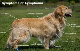 Cbd And Lymphoma In Dogs Explained Holistapet