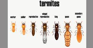 Portland, oregon is a lively, energetic city pointe pest control. Are Termites Common In The Portland And Vancouver Area New Leaf Pest Control